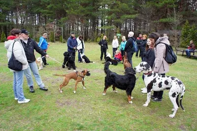 UNIVERSAL DOG - Szkoła dla Psów, Behawiorysta